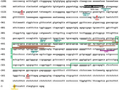 Molecular cloning of the gene promoter encoding the human CaVγ2/Stargazin divergent transcript (CACNG2-DT): characterization and regulation by the cAMP-PKA/CREB signaling pathway